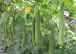 Mướp - thuốc thanh nhiệt, giải độc