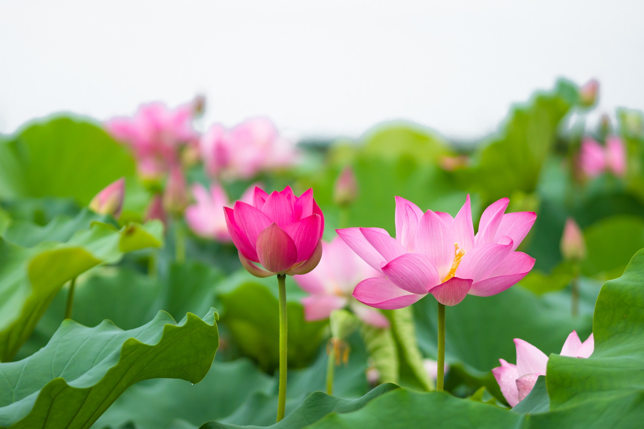 Hoa sen chống lão hóa, đẹp da, mượt tóc