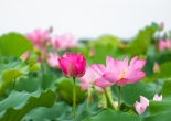 Hoa sen chống lão hóa, đẹp da, mượt tóc