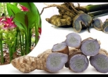 Nghệ đen - Thuốc quý bổ khí huyết