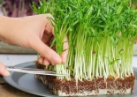 Những loại rau củ không được ăn sống