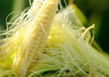 Thuốc từ râu ngô